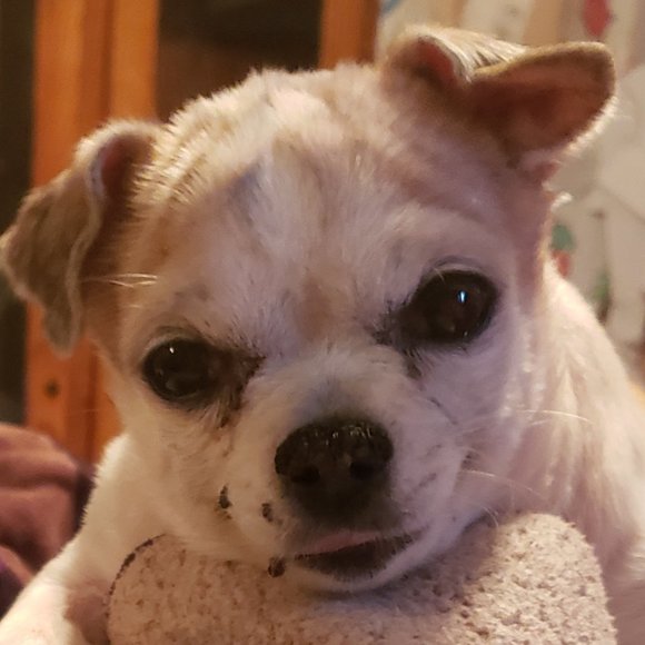 Meet your Posher, Mara - Picture 2 of 2